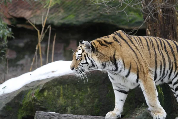 Gestreiftes Tigertier Raubtier Wildkatze — Stockfoto
