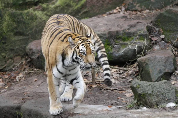 Tigre Rayado Animal Depredador Salvaje Gato — Foto de Stock