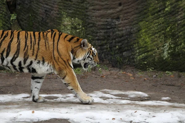 Randig Tiger Djur Rovdjur Vildkatt — Stockfoto