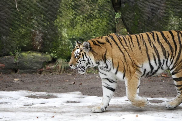 Tigre Rayado Animal Depredador Salvaje Gato — Foto de Stock