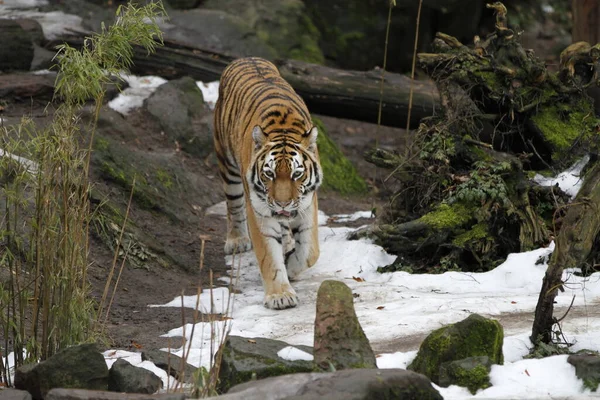 Gestreiftes Tigertier Raubtier Wildkatze — Stockfoto