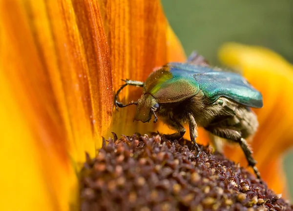 Gros Plan Bug Nature Sauvage — Photo