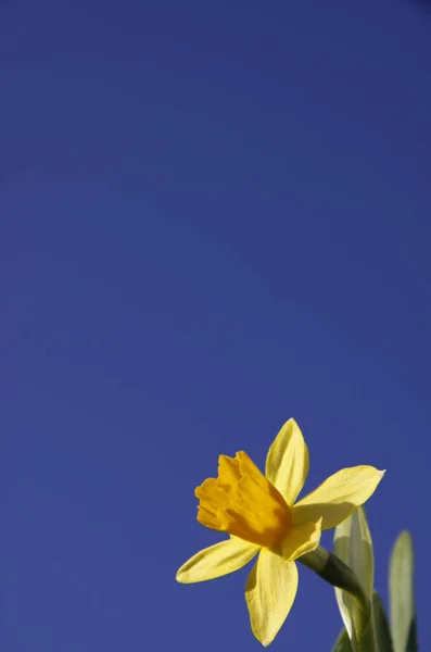Narcissus Blommor Blomblad — Stockfoto