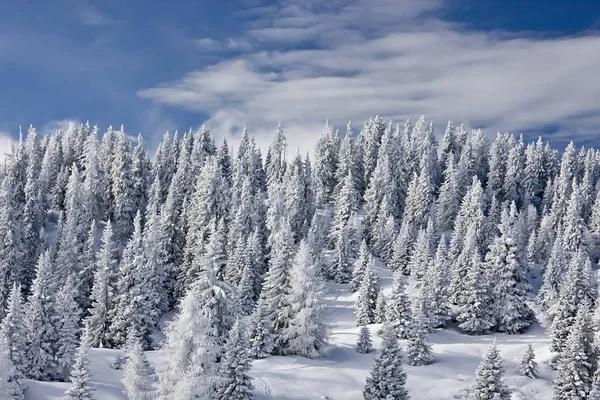 冬の森雪に覆われた森の風景 — ストック写真