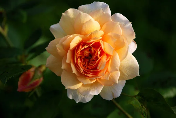 英語のバラの花の花びら — ストック写真