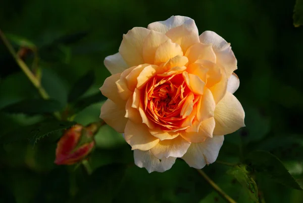 Anglická Růže Půvab Květy Okvětní Lístky — Stock fotografie