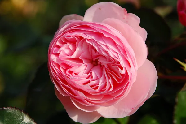 Английские Лепестки Роз Садовое Растение — стоковое фото