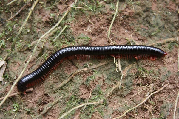 Caterpillar Worm Nature Insect — Stock Photo, Image