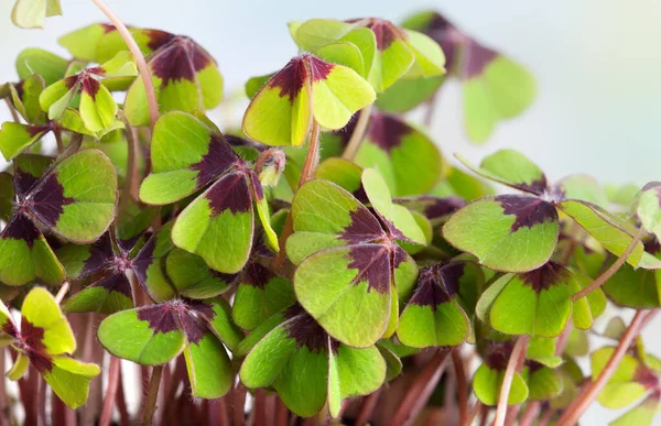 Gröna Blad Växt Trädgården — Stockfoto