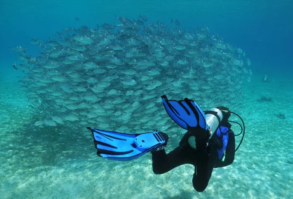 Buceadores Peces Lecho Marino —  Fotos de Stock