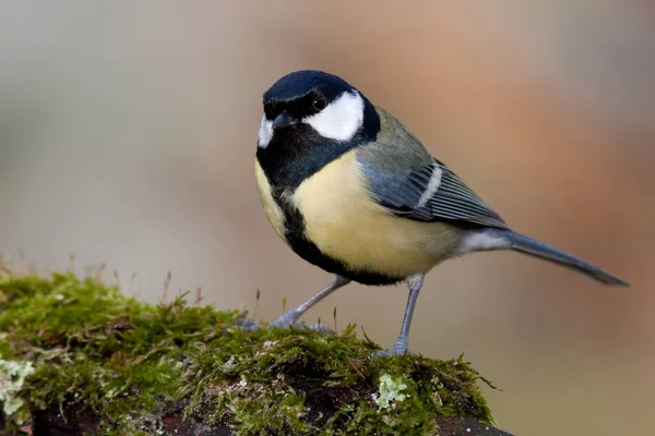 Malerische Ansicht Der Schönen Meise Vogel — Stockfoto