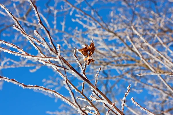 Pájaro Nieve — Foto de Stock