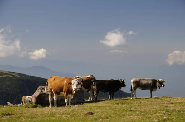 Коровы Горах — стоковое фото