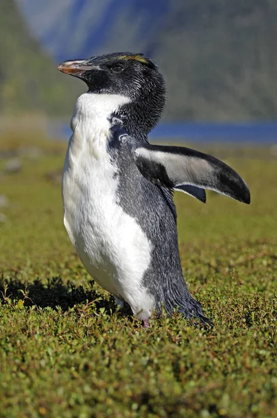 Malebný Pohled Roztomilé Tučňáka Ptáků Přírodě — Stock fotografie
