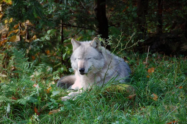 Vista Panorámica Del Lobo Salvaje Naturaleza — Foto de Stock