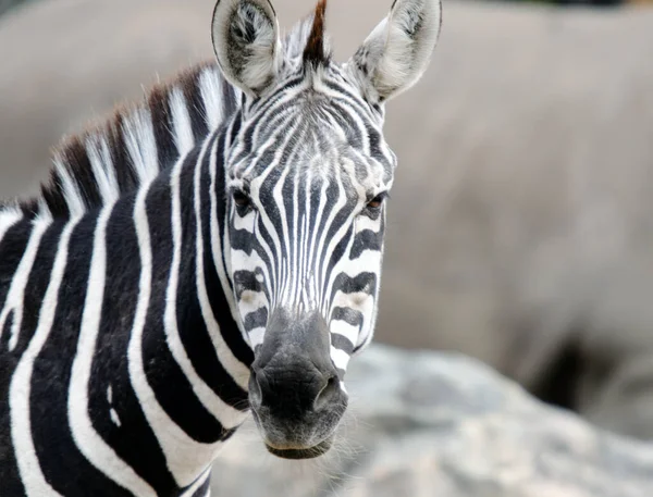 Schwarz Weißes Zebratier Säugetier — Stockfoto