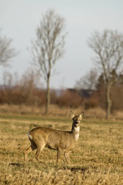 Rådjur Djur Naturen — Stockfoto