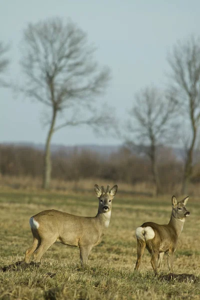 Dovhjort Fältet — Stockfoto