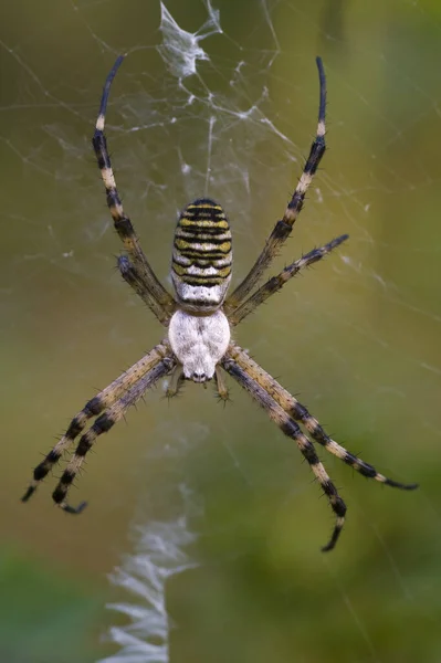 Araña Avispa Tela — Foto de Stock