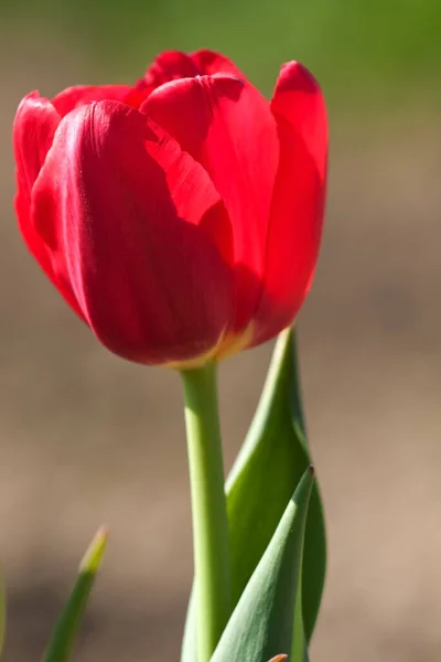 Frühling Tulpen Blumen Flora — Stockfoto