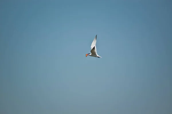 Terno Común Cargando Pez — Foto de Stock