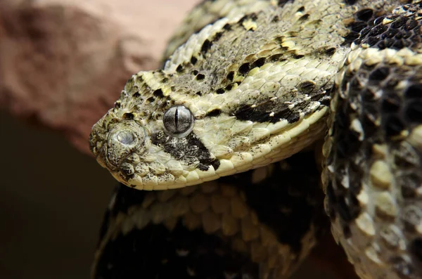Snake Animal World Snake Skin — Stock Photo, Image