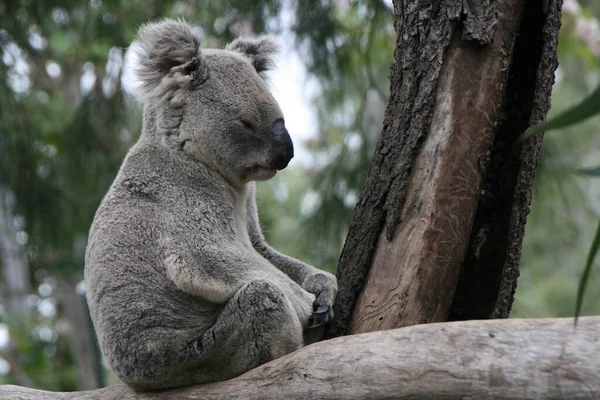 Koala Björn Vilda Träd Djur — Stockfoto