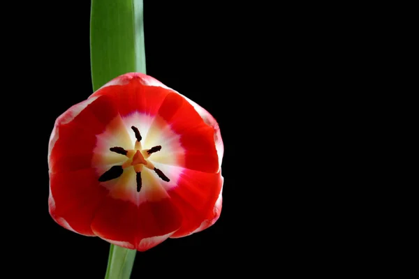 Тюльпан Цветы Природе Флора Тюльпаны — стоковое фото