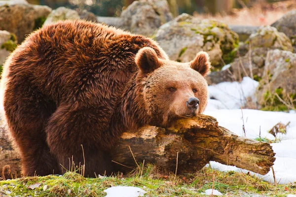 Medvědí Zvíře Hnědé Grizzly — Stock fotografie