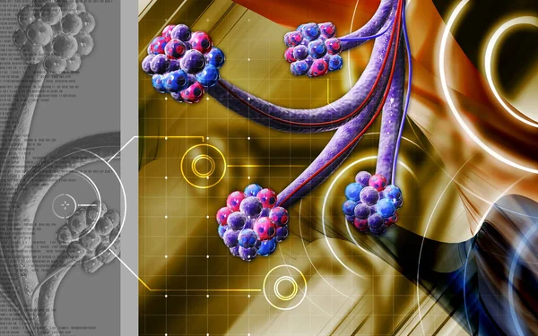 Sistema Respiratorio Alveoli Humano — Foto de Stock