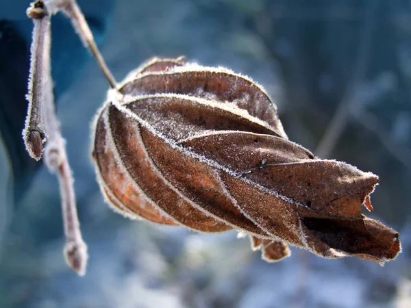 Vue Une Scène Hivernale — Photo