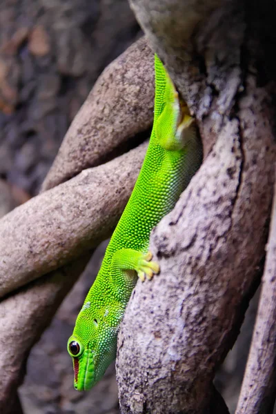 Gecko Reptilienechse Tropisches Tier — Stockfoto