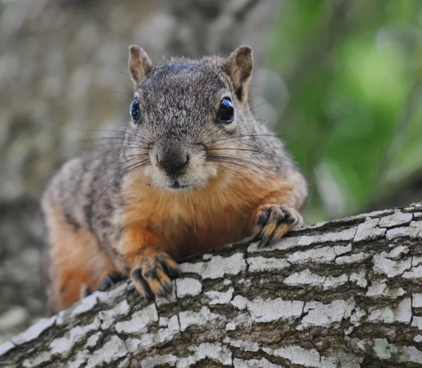 Wildlife Squirrel Animal Nature Fluffy Squirrel — Stock Photo, Image