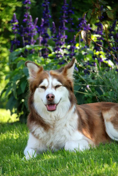 Husky Trädgården — Stockfoto