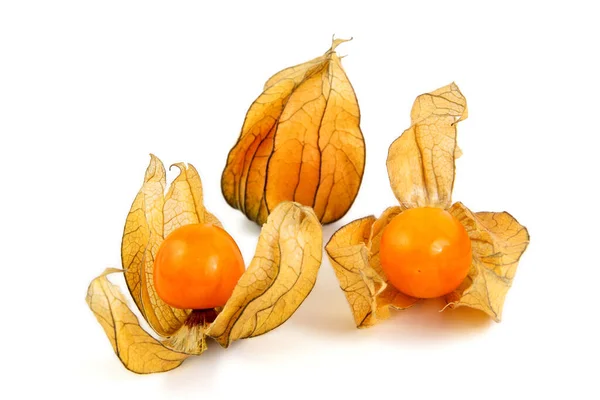 Physalis Lucerny Zavřít Pohled — Stock fotografie