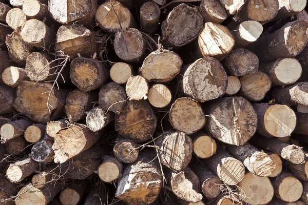 Drewno Kłód Drewno Opałowe — Zdjęcie stockowe