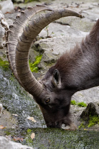 Ibex Animal Natureza Fauna — Fotografia de Stock