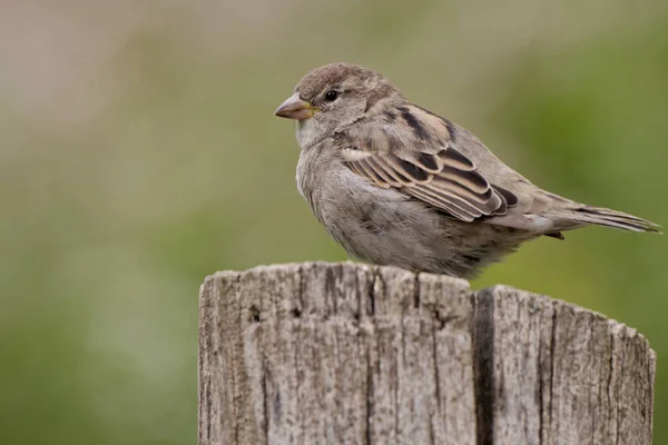 Casa Pardal Passer Domesticus — Fotografia de Stock