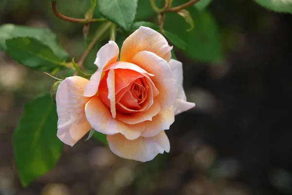 Rosa Inglesa Apricoat — Foto de Stock