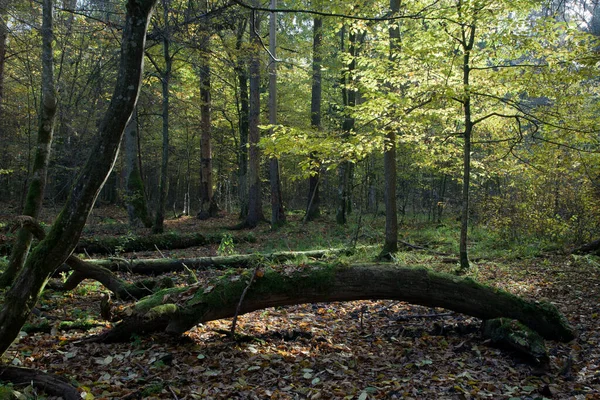 Oude Eikenboom Gebroken Liggend Haagbeuk Zon — Stockfoto