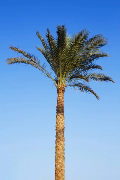 Palm Tree Background Copy Space — Stock Photo, Image