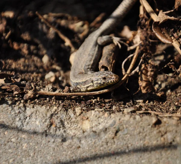 Primer Plano Lagarto Hábitat Concepto Salvajismo — Foto de Stock