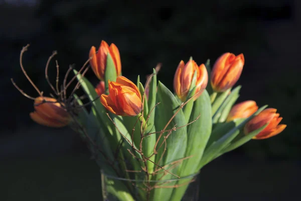 Frühling Schöne Frühling Tulpen Blumen Flora — Stockfoto