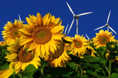 wind turbines behind a sunflower field clipart