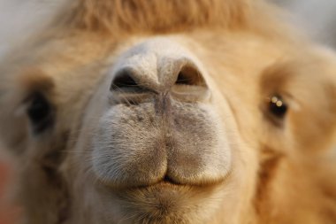 arabian Camel animal, mammal clipart
