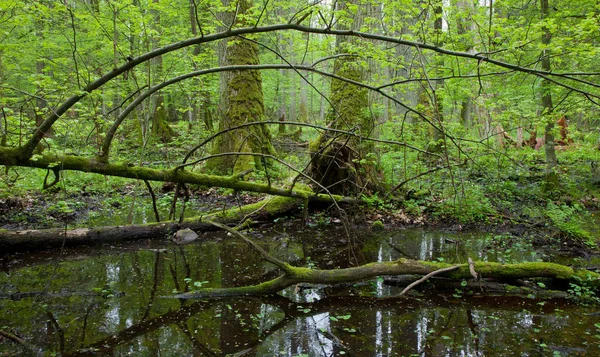 Foresta Decidua Bagnata Primaverile Con Acqua Piedi — Foto Stock