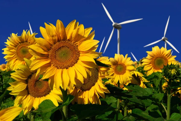 Wind Turbines Sunflower Field — Stock Photo, Image