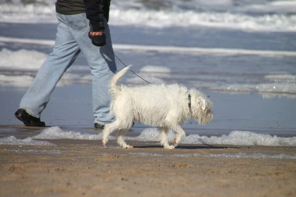 Caminhar Praia Com Cão — Fotografia de Stock