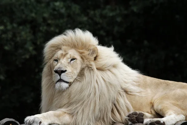 Afrikanischer Löwe Wildes Raubtier — Stockfoto