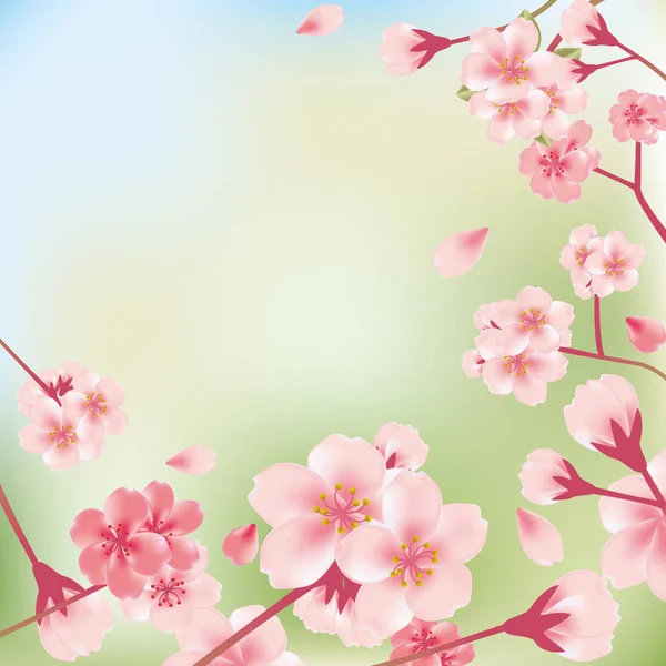Flores Sakura Galho Árvore — Fotografia de Stock